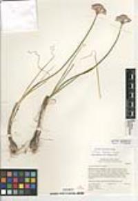 Allium marvinii image