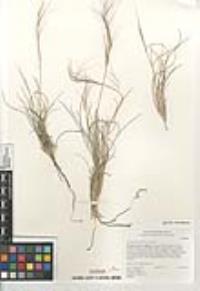 Aristida purpurea var. purpurea image