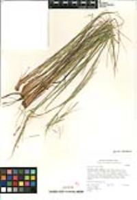 Pappostipa speciosa image