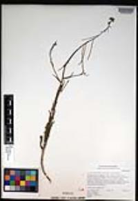 Caulanthus heterophyllus var. heterophyllus image
