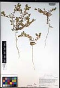 Lepidium didymum image