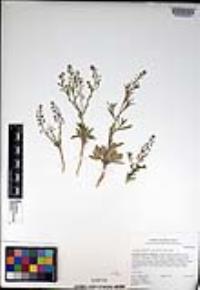 Lepidium virginicum subsp. menziesii image