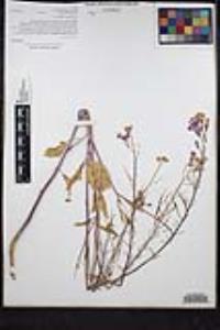 Raphanus raphanistrum image