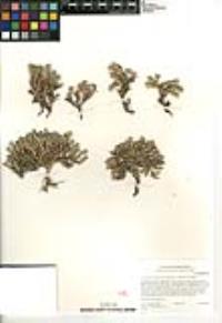 Cardionema ramosissimum image
