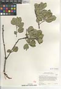 Quercus agrifolia var. agrifolia image