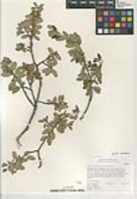 Quercus cornelius-mulleri image