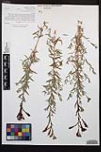 Epilobium canum subsp. canum image