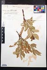 Prunus virginiana var. melanocarpa image