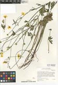 Ranunculus californicus image