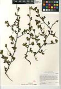 Cercocarpus minutiflorus image