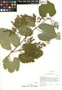 Vitis girdiana image