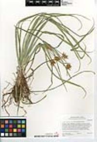 Cyperus esculentus image