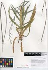Stephanomeria cichoriacea image