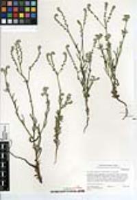 Cryptantha intermedia image