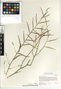 Brassica tournefortii image