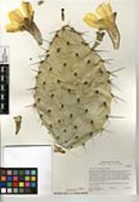 Opuntia littoralis image