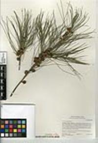 Casuarina equisetifolia image