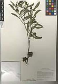 Eucalyptus cornuta image