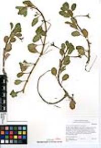 Ludwigia peploides subsp. peploides image