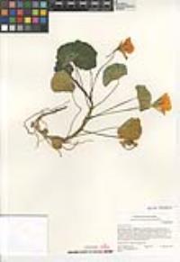 Tropaeolum majus image