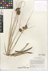 Bolboschoenus maritimus subsp. paludosus image