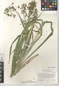 Scirpus microcarpus image