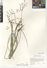 Juncus rugulosus image