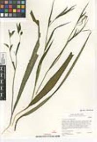 Calochortus albus image