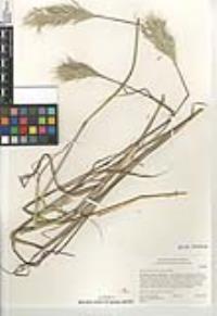 Bothriochloa barbinodis image