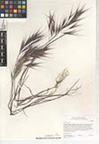 Bromus sterilis image