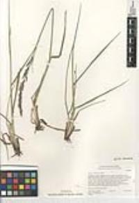 Lolium arundinaceum image