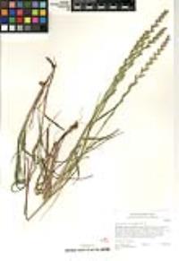 Festuca perennis image