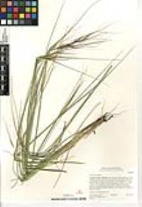 Stipa pulchra image