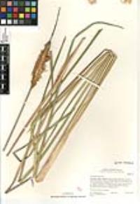 Typha domingensis image