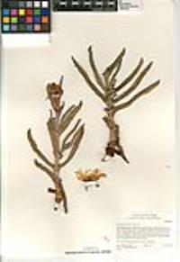Carpobrotus edulis image
