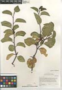 Rhus ovata image