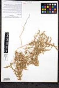 Artemisia douglasiana image