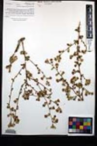 Hazardia squarrosa var. grindelioides image