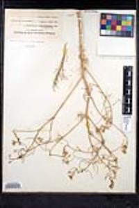 Sisymbrium altissimum image