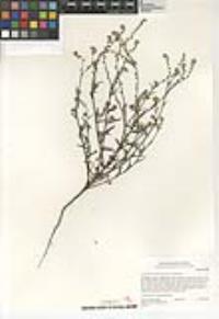 Cryptantha clevelandii image