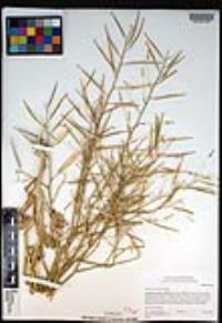 Brassica tournefortii image