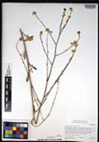 Hirschfeldia incana image