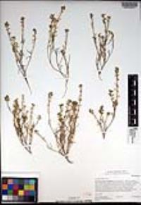 Lepidium nitidum image