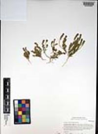 Lepidium strictum image