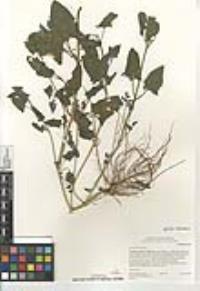 Atriplex prostrata image