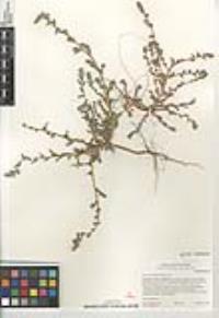 Bassia hyssopifolia image