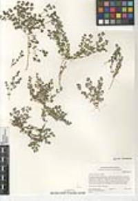 Euphorbia polycarpa image