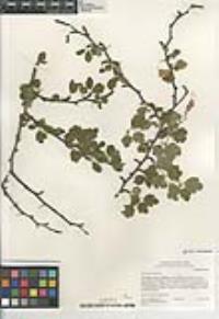 Ribes speciosum image