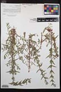 Epilobium canum image