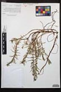 Epilobium canum image